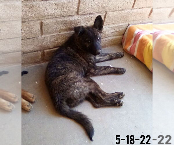 Medium Photo #12 Border Collie-Unknown Mix Puppy For Sale in Apple Valley, CA, USA