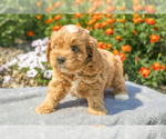 Puppy Tilly Cavapoo