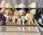 Small Photo #2 Labrador Retriever Puppy For Sale in THORP, WI, USA