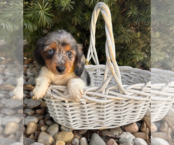 Medium Photo #5 Dachshund Puppy For Sale in MIDDLEBURY, IN, USA