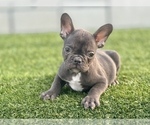 Small Photo #1 French Bulldog Puppy For Sale in HOUSTON, TX, USA