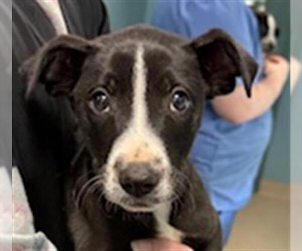 Medium Photo #3 Pointer-Unknown Mix Puppy For Sale in Woodbury, NY, USA