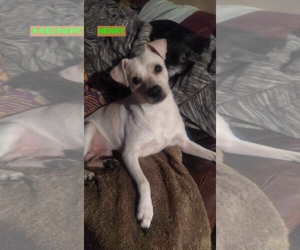 Medium Photo #3 Mutt Puppy For Sale in Woodland Hills, CA, USA