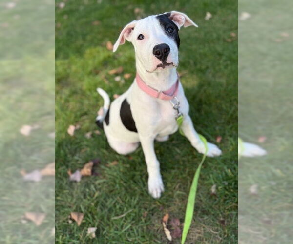 Medium Photo #16 American Staffordshire Terrier-Labrador Retriever Mix Puppy For Sale in Brewster, NY, USA