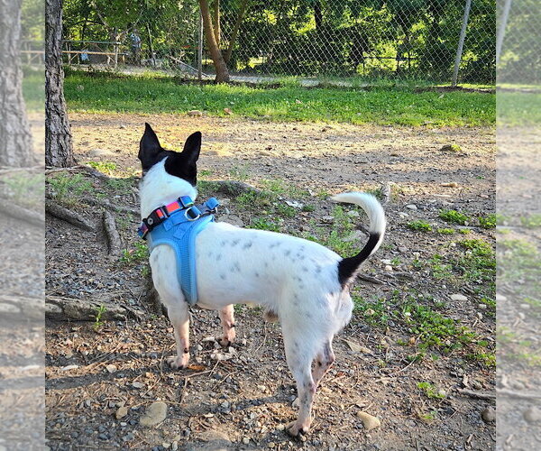 Medium Photo #4 Rat Terrier-Unknown Mix Puppy For Sale in Atlanta, GA, USA