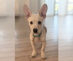 Small Chiweenie