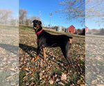 Small #7 Doberman Pinscher