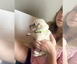 Small #7 Golden Retriever