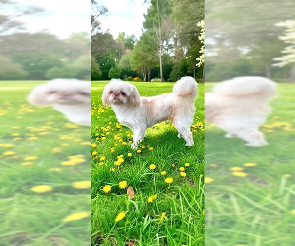 Medium Photo #10 Shih Tzu Puppy For Sale in Weston, FL, USA