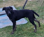 Small #3 Mountain Cur Mix