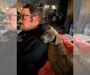 Georgie - Female Mutt Dog for Adoption - Photo #2