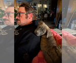 Small Photo #2 Mutt Puppy For Sale in Belleville, MI, USA