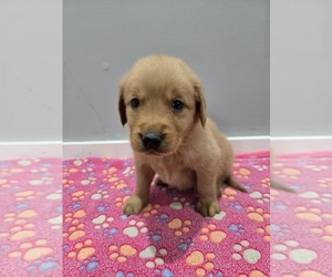 Golden Retriever Puppy for sale in WILLIAMSTOWN, KY, USA