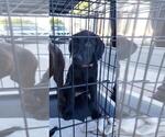 Small Photo #10 Labrador Retriever Puppy For Sale in RANCHO CUCAMONGA, CA, USA