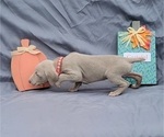 Small Photo #34 Weimaraner Puppy For Sale in NEWCASTLE, OK, USA