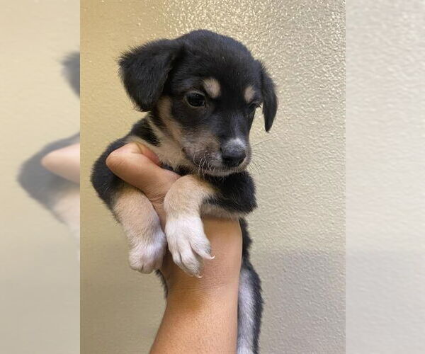 Medium Photo #1 Collie-Unknown Mix Puppy For Sale in Modesto, CA, USA