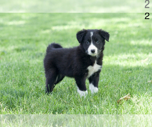 Border Collie Puppy for sale in MYERSTOWN, PA, USA