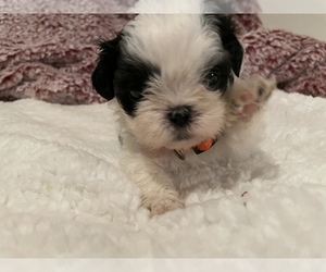 Shih Tzu Puppy for sale in VISALIA, CA, USA