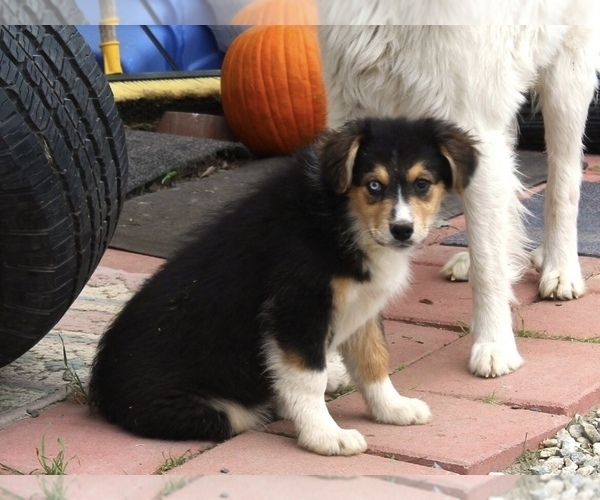 Medium Photo #32 Australian Shepherd Puppy For Sale in ACTON, CA, USA
