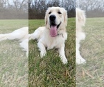 Small Photo #1 Golden Retriever Puppy For Sale in BEAVERCREEK TOWNSHIP, OH, USA
