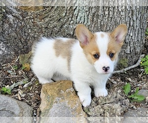 Pembroke Welsh Corgi Puppy for Sale in CLARK, Missouri USA