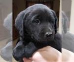 Small Photo #106 Labrador Retriever Puppy For Sale in OLYMPIA, WA, USA