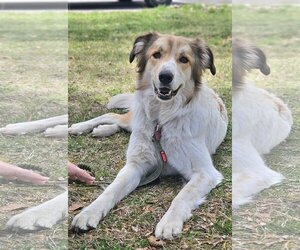 Border Collie-Great Pyrenees Mix Dogs for adoption in Hamilton, MT, USA