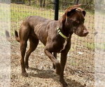 Small #2 Great Dane-Labrador Retriever Mix
