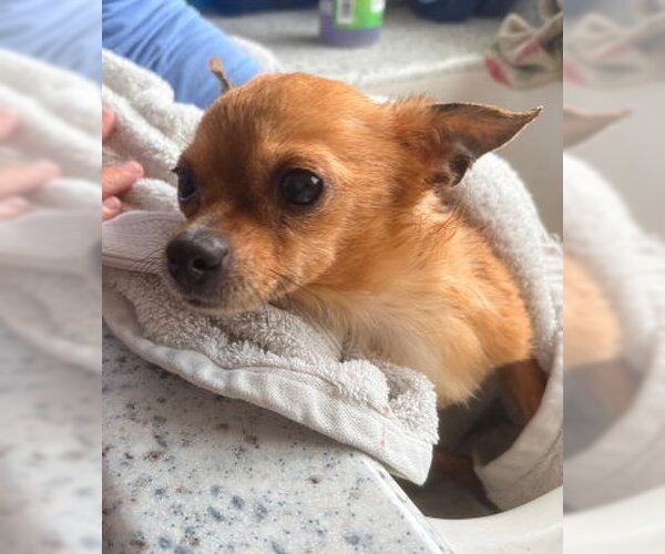 Medium Photo #2 Chihuahua-Unknown Mix Puppy For Sale in Ventura, CA, USA