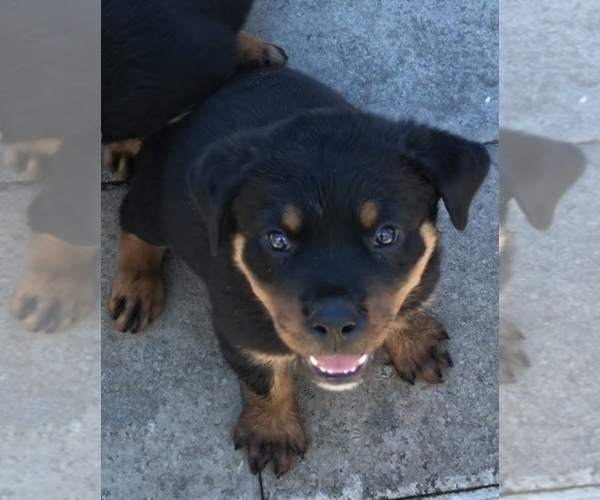 Medium Photo #5 Rottweiler Puppy For Sale in VONORE, TN, USA
