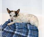 Small #2 Jack Russell Terrier Mix
