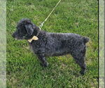 Small #2 Poodle (Standard) Mix