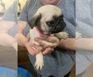 Pug Puppy for sale in ABERDEEN, WA, USA