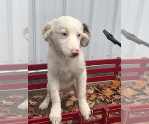 Border Collie-Miniature Australian Shepherd Mix Puppy for sale in FREDERICKSBG, OH, USA