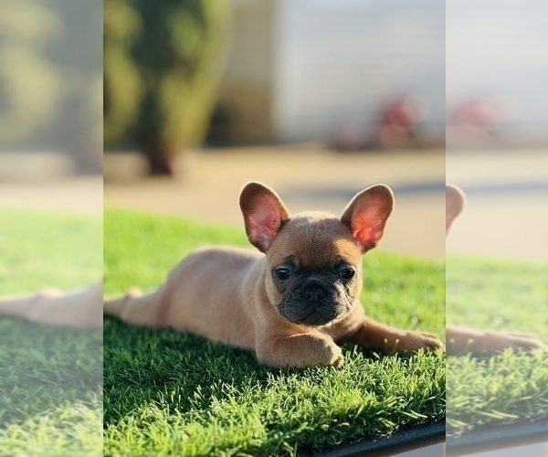 Medium Photo #20 French Bulldog Puppy For Sale in SAINT LOUIS, MO, USA