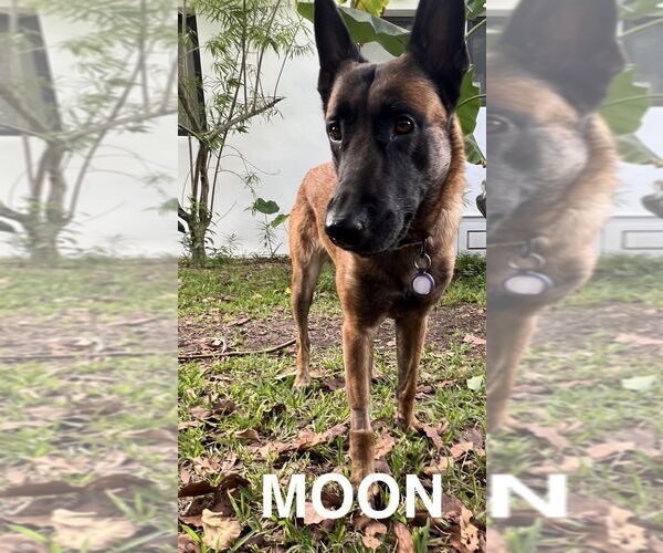 Medium Photo #2 Mutt Puppy For Sale in Imlay City, MI, USA