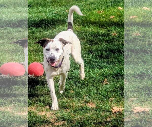 Medium Photo #3 Mountain Cur-Pointer Mix Puppy For Sale in Cookeville, TN, USA