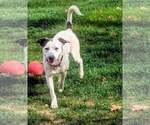 Small #2 Mountain Cur-Pointer Mix