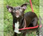 Small #2 Labrador Retriever Mix