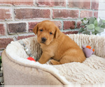 Small #1 Labrador Retriever