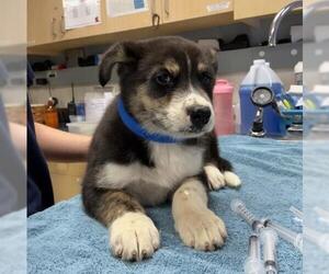 Australian Shepherd-Unknown Mix Dogs for adoption in Riverside, CA, USA