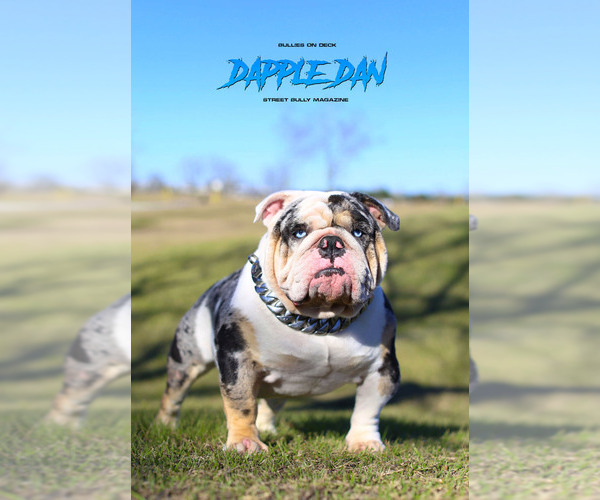 Medium Photo #3 Bulldog Puppy For Sale in HOUSTON, TX, USA