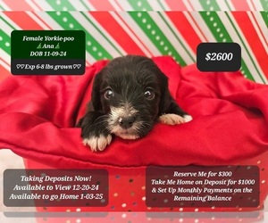 YorkiePoo Puppy for sale in TUCSON, AZ, USA