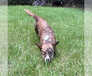 Mutt Dogs for adoption in Yardley, PA, USA