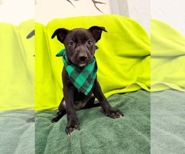 Medium Photo #2 Mutt Puppy For Sale in Pompano Beach , FL, USA