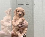 Small Photo #25 Goldendoodle Puppy For Sale in ELBERT, CO, USA
