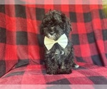 Small #5 YorkiePoo