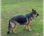 Small Photo #1 German Shepherd Dog Puppy For Sale in CULPEPER, VA, USA