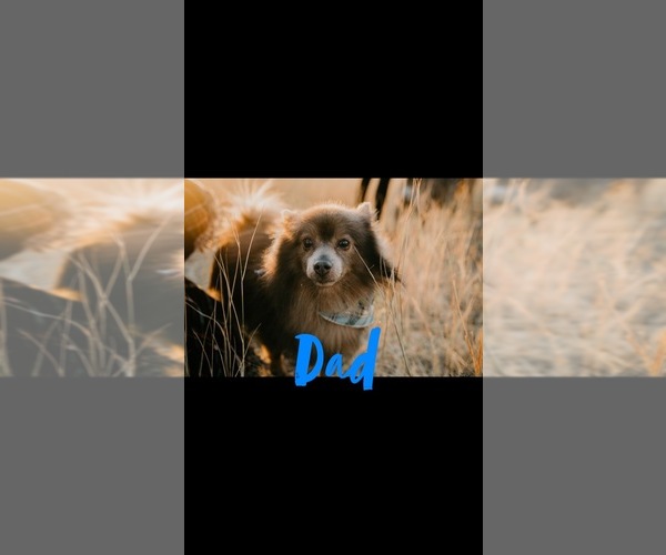 Medium Photo #10 Shiranian Puppy For Sale in FARR WEST, UT, USA