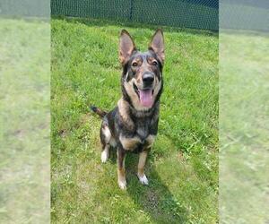 German Shepherd Dog-Unknown Mix Dogs for adoption in Springfield, MA, USA